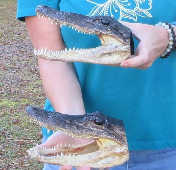 Buy Now 8" & 8-1/2" Alligator Heads, 2pc lot - $31