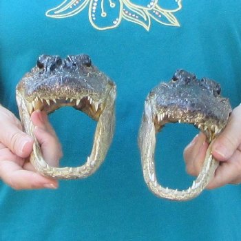 Buy Now 8" & 8-1/2" Alligator Heads, 2pc lot - $31