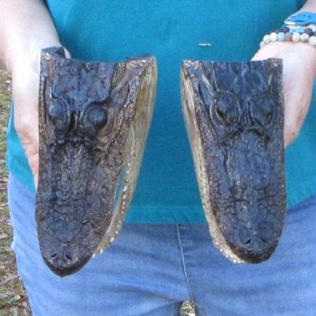 Buy Now 8" & 8-1/2" Alligator Heads, 2pc lot - $31