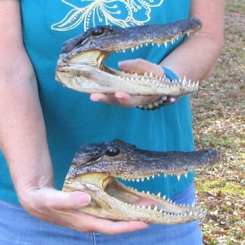 Buy Now 8" & 8-1/2" Alligator Heads, 2pc lot - $31