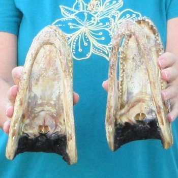Buy Now 8" & 8-1/2" Alligator Heads, 2pc lot - $31