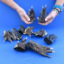 10 real alligator feet for sale 4 to 5-1/2 inches long - $40