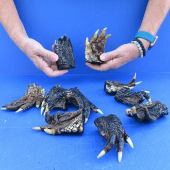 10 real alligator feet for sale 4 to 5 inches long - $40