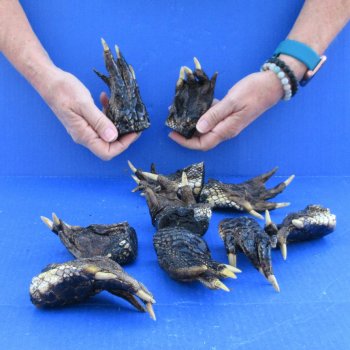 10 real alligator feet for sale 4 to 5 inches long - $40