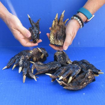 10 real alligator feet for sale 4 to 5-1/4 inches long - $40