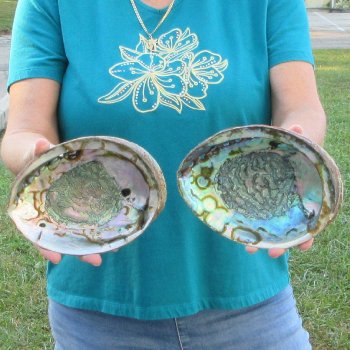 Two piece lot of 7-1/2" & 8" Natural Green Abalone for sale $31