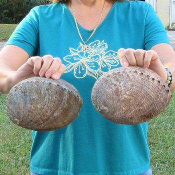 Two piece lot of 7-1/2" & 8" Natural Green Abalone for sale $31