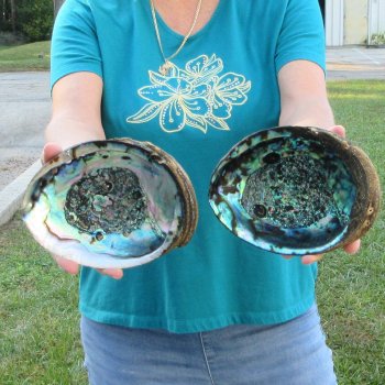 Two piece lot of 7-1/2" Natural Green Abalone for sale $31