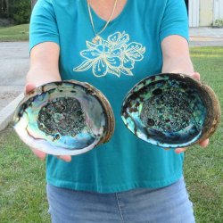 Two piece lot of 7-1/2" Natural Green Abalone for sale $31