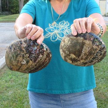 Two piece lot of 7-1/2" Natural Green Abalone for sale $31