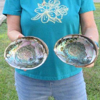 Two piece lot of 8" Natural Green Abalone for sale $31