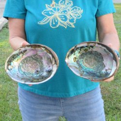 Two piece lot of 8" Natural Green Abalone for sale $31