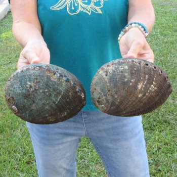 Two piece lot of 8" Natural Green Abalone for sale $31