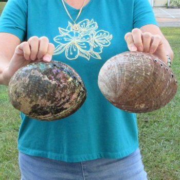 Two piece lot of 8-1/2" Natural Green Abalone for sale $31