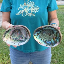 Two piece lot of 8" Natural Green Abalone for sale $31