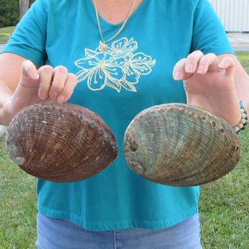 Two piece lot of 8" Natural Green Abalone for sale $31