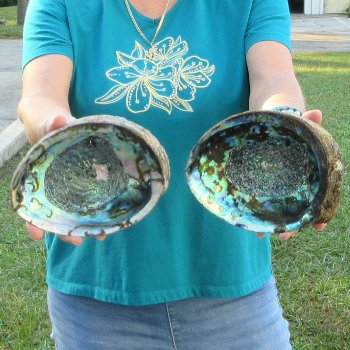 Two piece lot of 7-1/2" & 8" Natural Green Abalone for sale $31