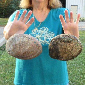 Two piece lot of 7-1/2" & 8" Natural Green Abalone for sale $31