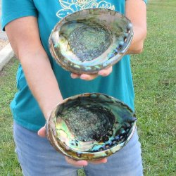 Two piece lot of 8" Natural Green Abalone for sale $31