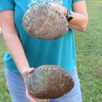 Two piece lot of 8" Natural Green Abalone for sale $31