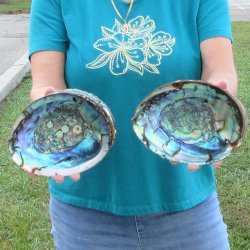 Two piece lot of 7" & 7-1/2" Natural Green Abalone for sale $31