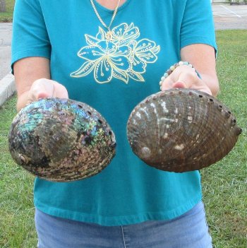 Two piece lot of 7" & 7-1/2" Natural Green Abalone for sale $31
