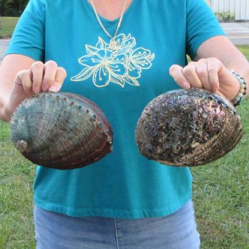Two piece lot of 8" Natural Green Abalone for sale $31