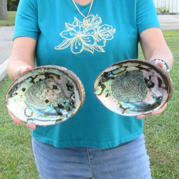 Two piece lot of 7-1/2" & 8" Natural Green Abalone for sale $31