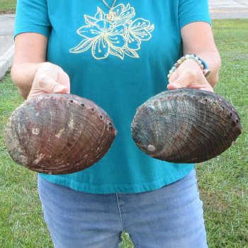 Two piece lot of 7-1/2" & 8" Natural Green Abalone for sale $31