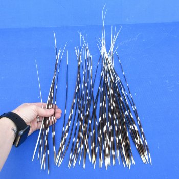 50 piece 14 to 24 inch long, thin African Porcupine Quills (Hystrix africaeaustralis), - for $55.00/lot