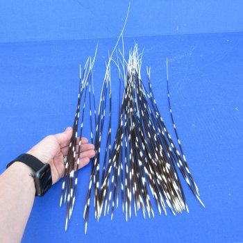 50 piece 15 to 26 inch long, thin African Porcupine Quills (Hystrix africaeaustralis), - for $55.00/lot