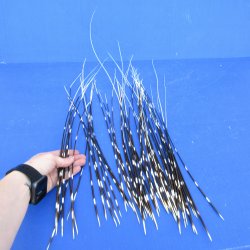 50 piece 13 to 28 inch long, thin African Porcupine Quills (Hystrix africaeaustralis), - for $55.00/lot