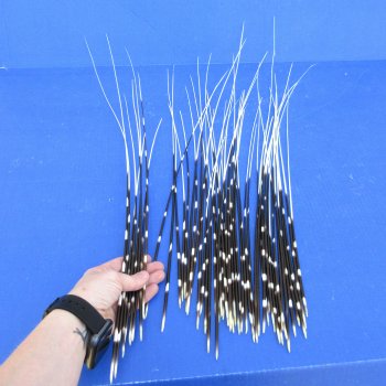 50 piece 13 to 26 inch long, thin African Porcupine Quills (Hystrix africaeaustralis), - for $55.00/lot