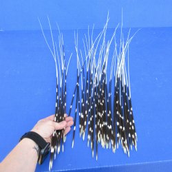 50 piece 13 to 26 inch long, thin African Porcupine Quills (Hystrix africaeaustralis), - for $55.00/lot