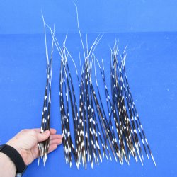 50 piece 14 to 26 inch long, thin African Porcupine Quills (Hystrix africaeaustralis), - for $55.00/lot
