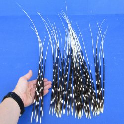 50 piece 15 to 26 inch long, thin African Porcupine Quills (Hystrix africaeaustralis), - for $55.00/lot