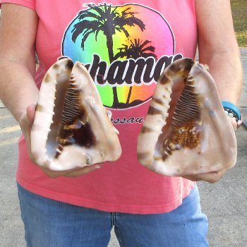 Two piece lot of 6 inch King Helmet shells - $18/lot