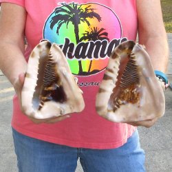 Two piece lot of 6 inch King Helmet shells - $18/lot