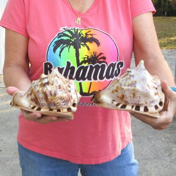 Two piece lot of 6 inch King Helmet shells - $18/lot