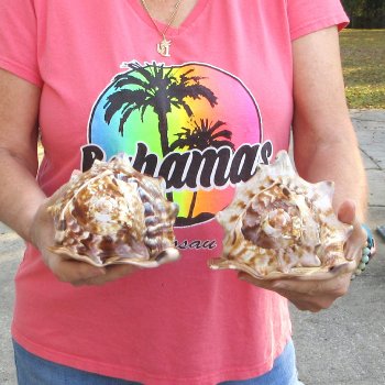 Two piece lot of 6 inch King Helmet shells - $18/lot