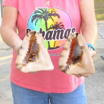 Two piece lot of 6 inch King Helmet shells - $18/lot