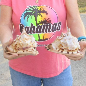 Two piece lot of 6 inch King Helmet shells - $18/lot