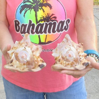 Two piece lot of 6 inch King Helmet shells - $18/lot