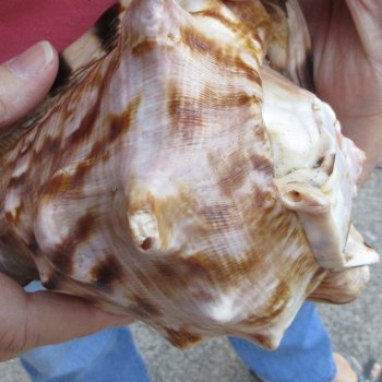 Two piece lot of 6 inch King Helmet shells - $18/lot