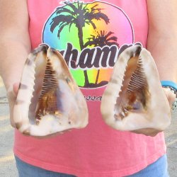 Two piece lot of 6 inch King Helmet shells - $18/lot