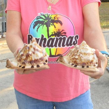 Two piece lot of 6 inch King Helmet shells - $18/lot