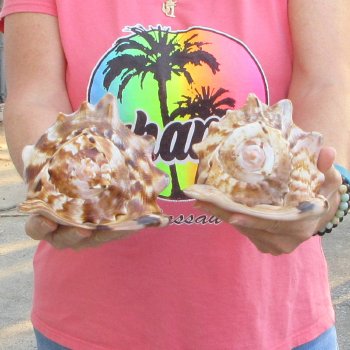 Two piece lot of 6 inch King Helmet shells - $18/lot