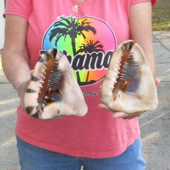 Two piece lot of 6 inch King Helmet shells - $18/lot