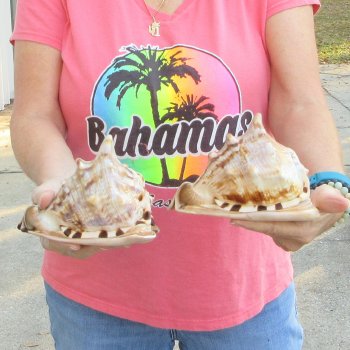 Two piece lot of 6 inch King Helmet shells - $18/lot