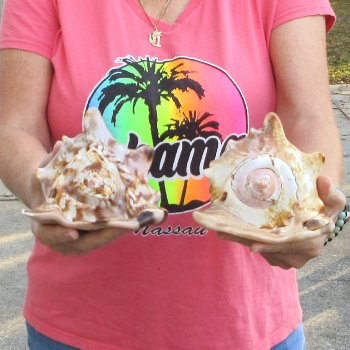 Two piece lot of 6 inch King Helmet shells - $18/lot